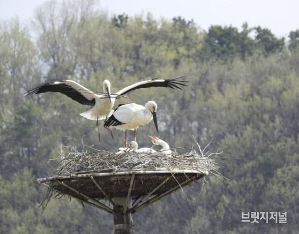 예산군 광시면 황새 둥지 모습(2025년 4월, 예산군)