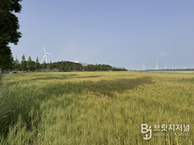 대부바다향기테마파크 유휴지에 조성된 청보리밭 전경