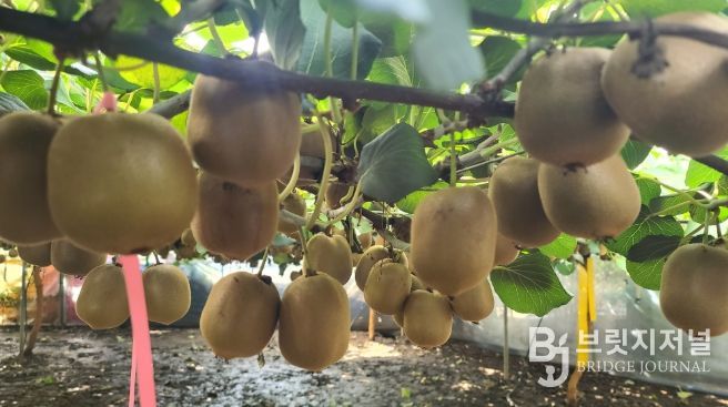 '감황' 골드키위