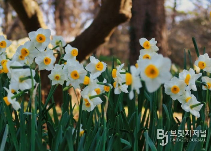 절물자연휴양림 수선화