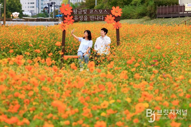 ‘사계절 꽃피는 유성’ 6개 하천 꽃길 조성 완료