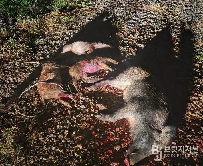 포획된 멧돼지 모습.