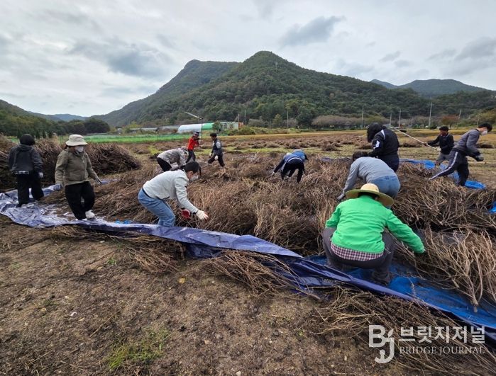 금산군청 민원지적과 가을철 농촌일손돕기 봉사활동 모습