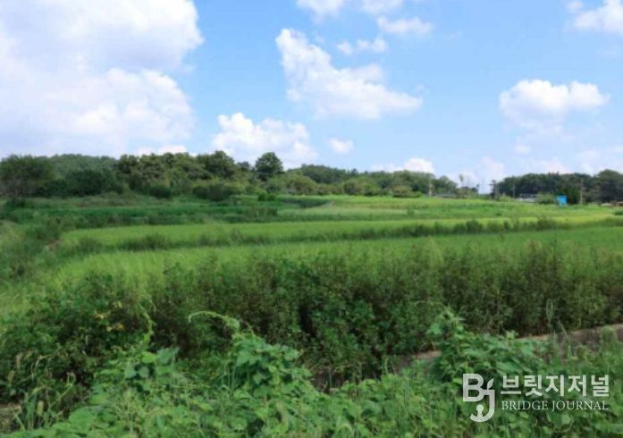‘군산 개사동 패총’ 조사지역 전경