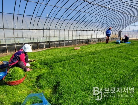 해남군“바다향 품은 간척지의 명품채소”세발나물 출하