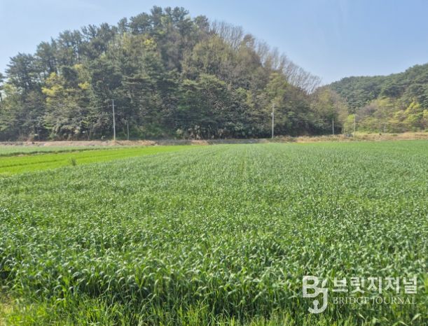 울진군, 맥류 종자 적기 파종 지도