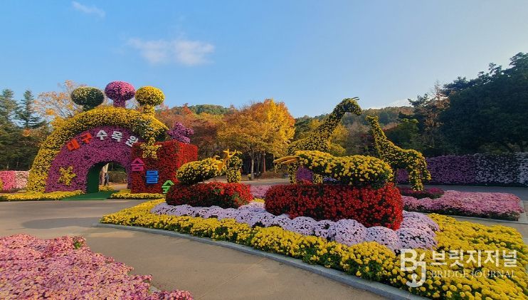 제24회 대구수목원 국화전시회