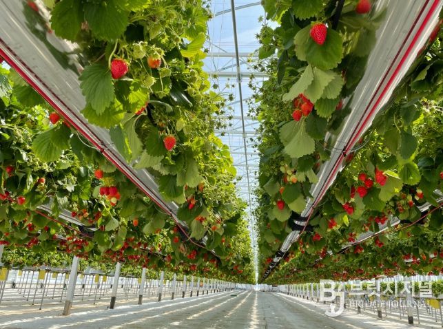 고품질 명품딸기 생산기반 확충
