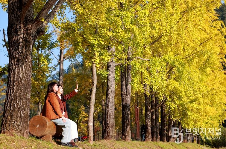 올해도 찾아온 괴산의 황금빛 가을 ‘장관’