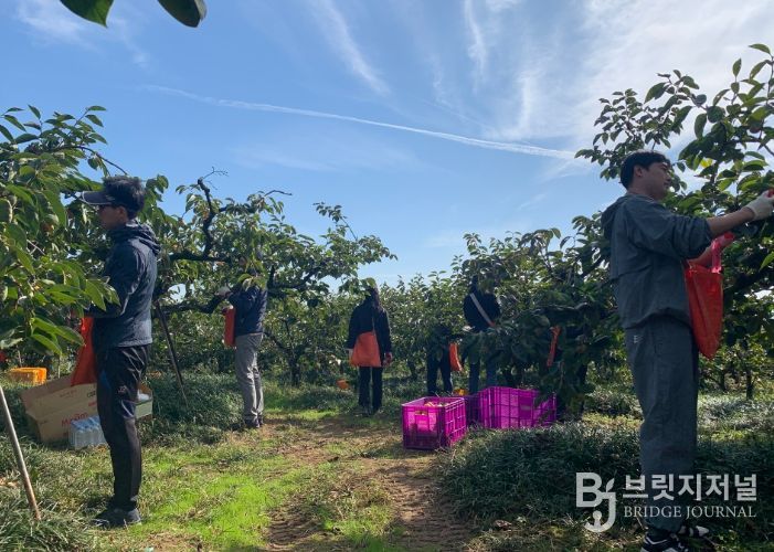 스마트농업과 단감 수확 일손돕기
