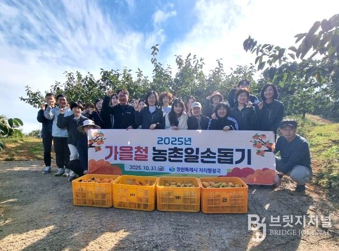 자치행정국 단감 수확 일손돕기