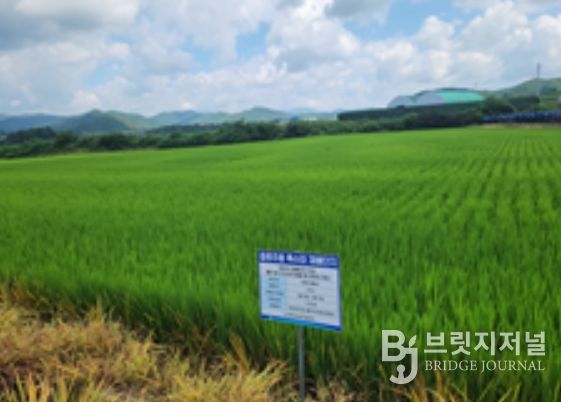 강원도 홍천의 ‘주향미’ 재배단지 전경