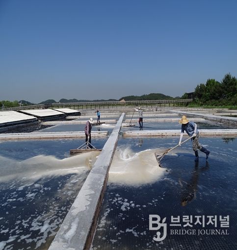 천일염 채취