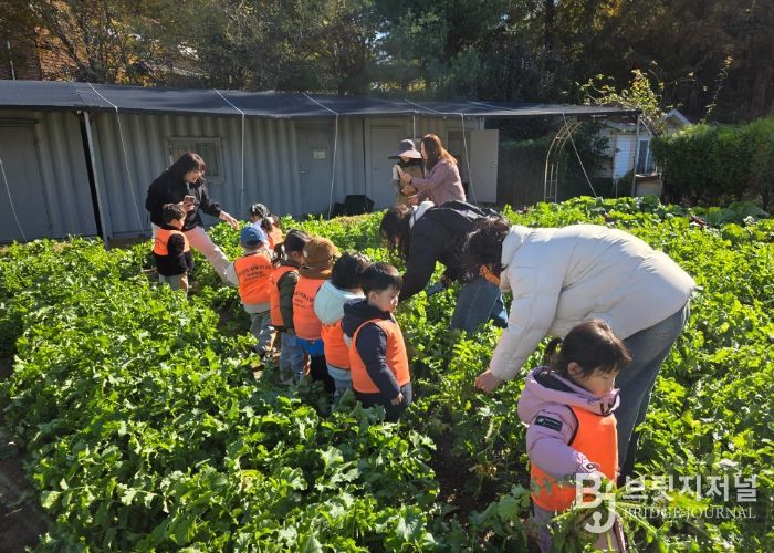 남양주시, 농업기술센터 그린학습원에서 어린이 대상 텃밭 무 수확 체험 진행