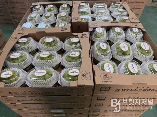 대만으로 수출되는 영주산 샤인머스캣