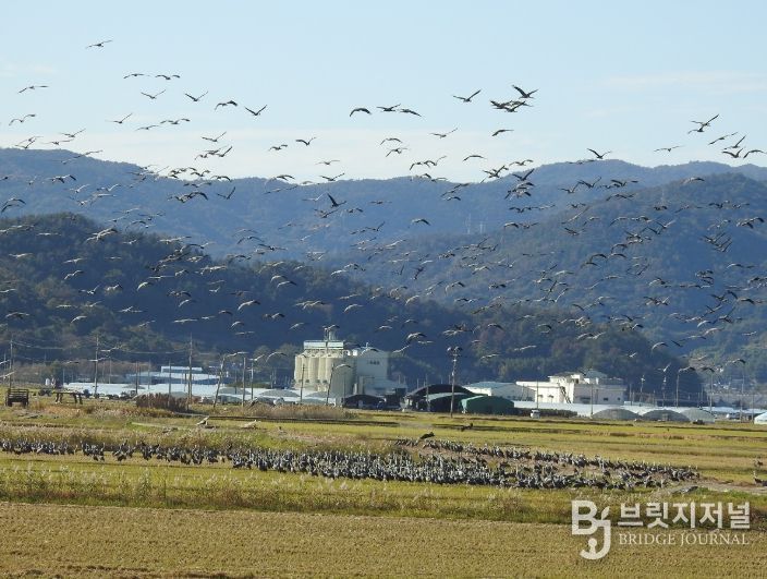 순천만 전봇대 뽑자, 귀한 황새도 찾아와 생태 회복력 입증
