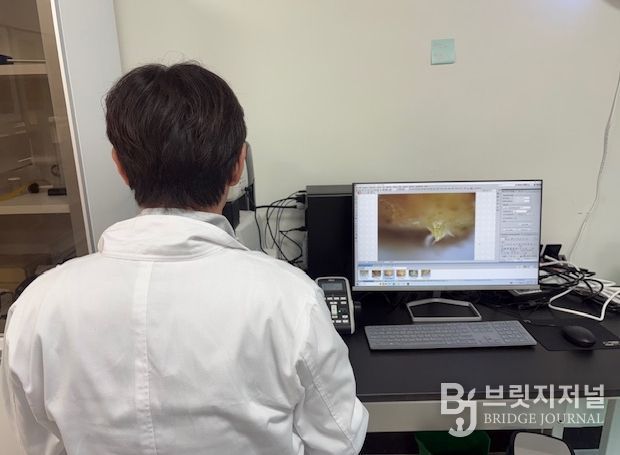 딸기 꽃눈분화 검경 사진