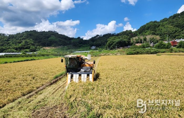 벼 수확 사진
