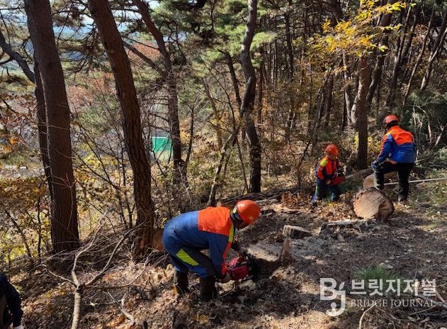 ‘소나무재선충병 확산 막아라’ 춘천시 방제 총력전