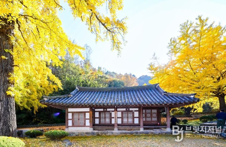 황금빛 은행잎과 어우러진 고즈넉한 가을 풍경