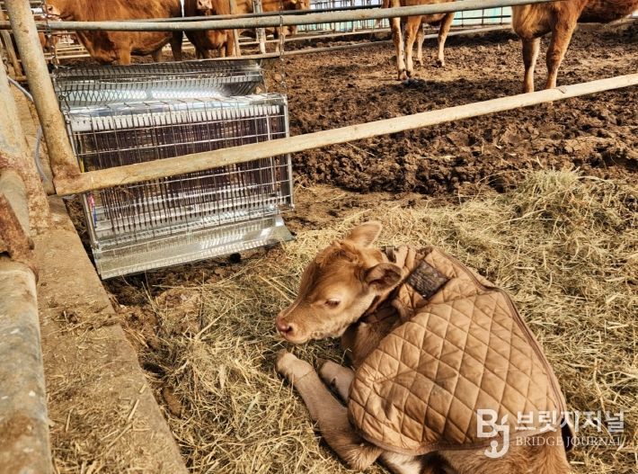 충북농업기술원, 겨울철 가축 사양관리