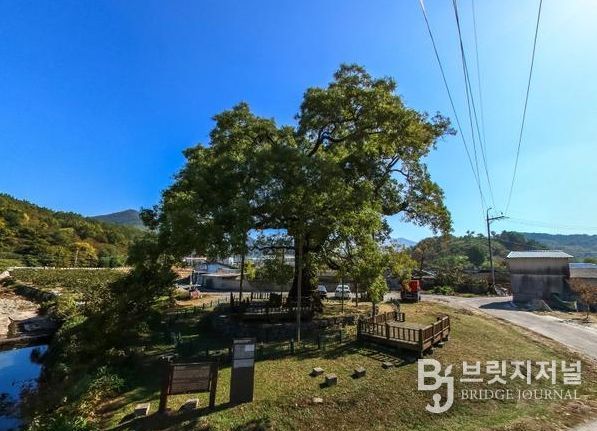 함안 영동리 회화나무