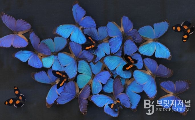 대전곤충생태관 곤충표본 제작