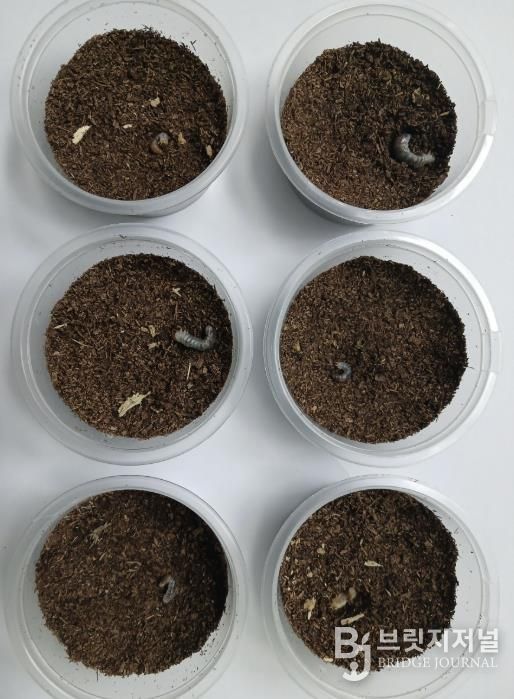 의왕 조류생태과학관, 멸종위기 두점박이사슴벌레 2세대 번식 성공