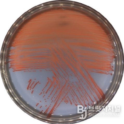 신종 비브리오 VRS2 균주를 배양한 사진(적색의 프로디지오신을 생성함)