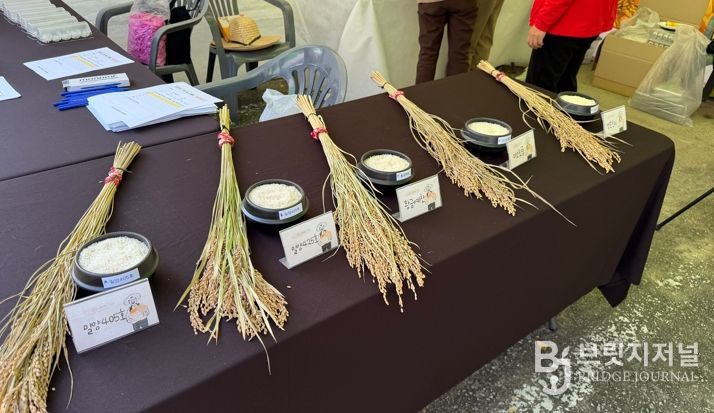 구미 쌀 신품종 평가…‘밀양405호’ 소비자 선호도 1위