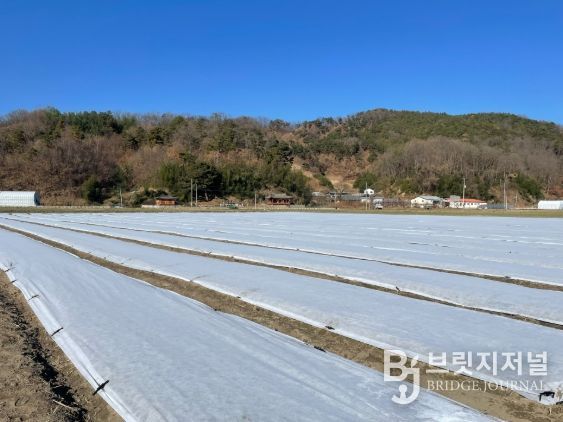 김천시, 모종 생육 부진 속 한파 예보...양파 재배 현장 긴장
