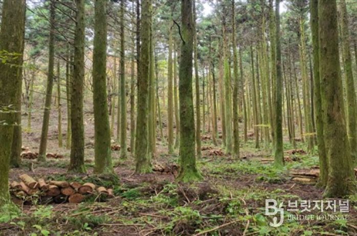 지속가능한 산림 순환 사업