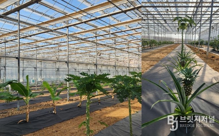 아열대작물(왼쪽 바나나, 파파야 / 오른쪽 파인애플)