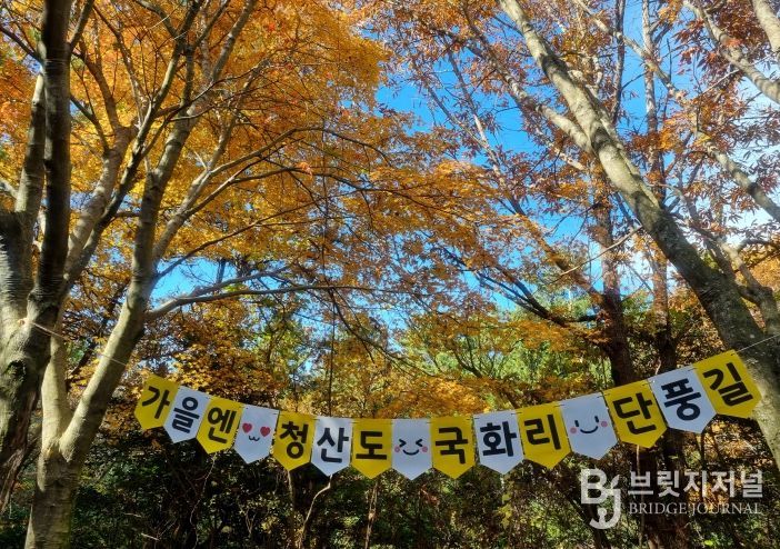 완도 청산도 단풍길 전경