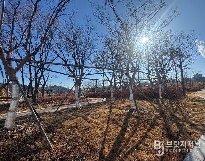 대전시 가로수 보온․가림막 설치
