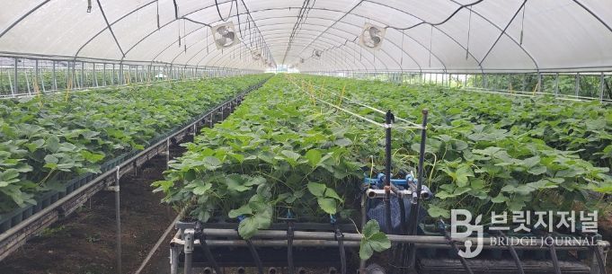 지역특화작목 ‘딸기묘’, 프리미엄 시장 도약 발판