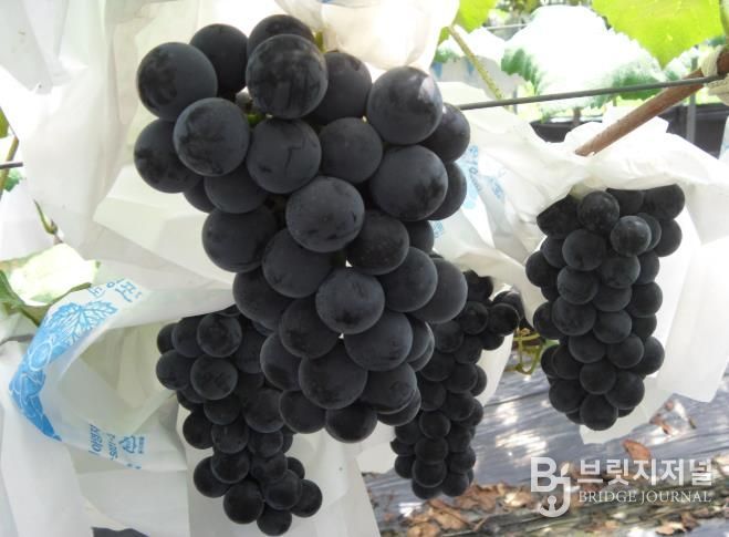 남원포도, 대한민국 대표과일 선발대회 ‘우수상’ 수여