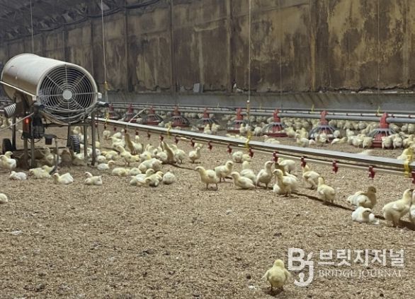 병아리 보온을 위한 열풍기 운영