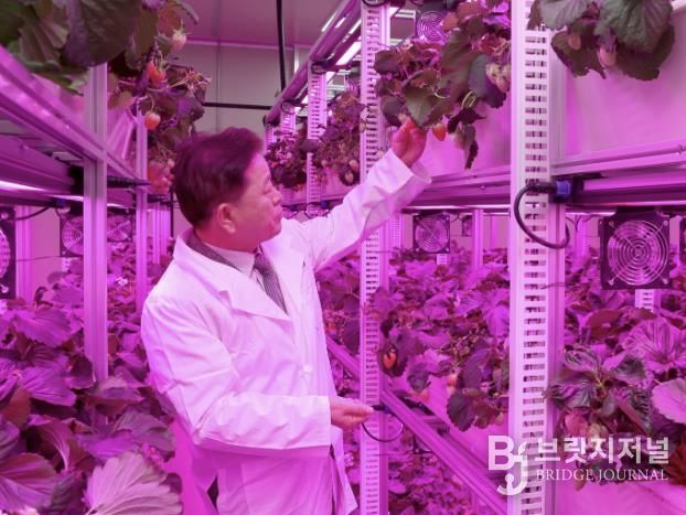 박승원 광명시장이 지난 11월 22일 광명동굴 근처 옛 업사이클아트센터에서 열린 ‘광명동굴 딸기 스마트팜’ 개소식에 참석해 스마트팜 재배시설을 둘러보고 있다.