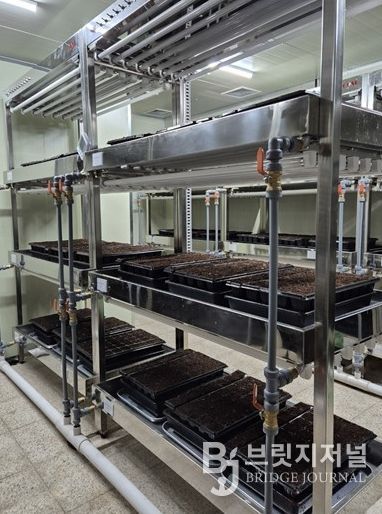 ,‘바이러스에 강한 씨마늘’생산