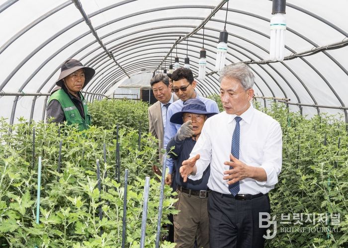 윤환 구청장, '가을꽃 전시회' 준비 국화 재배 현장 확인(2025년 5월)