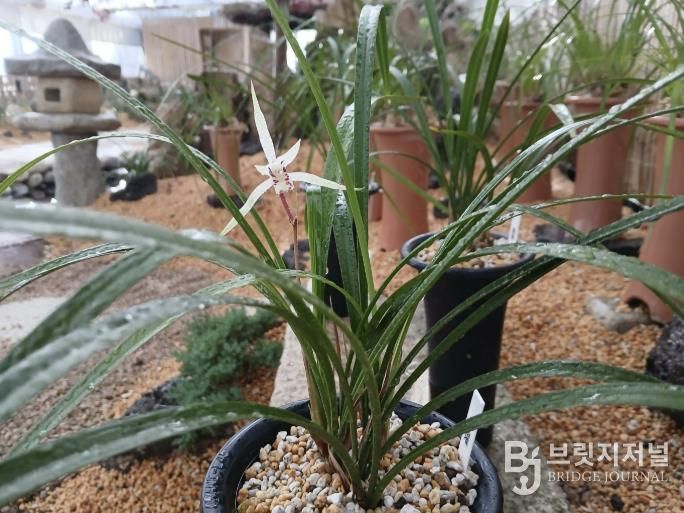 함평군 자연생태공원 제주한란, 일본 한란