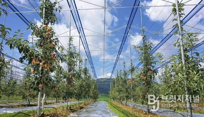 보은군, 스마트 과수원 특화단지 조성 공모사업 선정...충북 최초 스마트 과수원 특화단지 조성