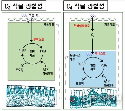 C3와 C4 식물의 광합성 경로 차이 모식도