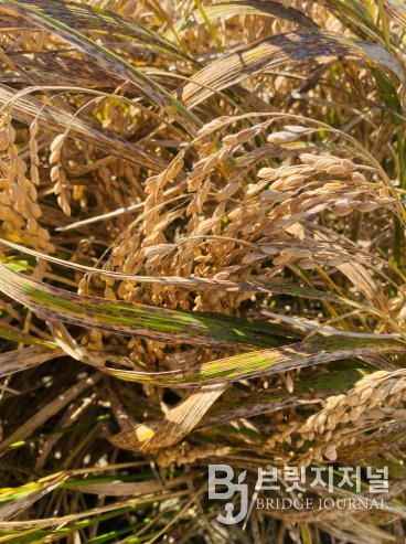 벼 깨씨무늬병 피해 사진