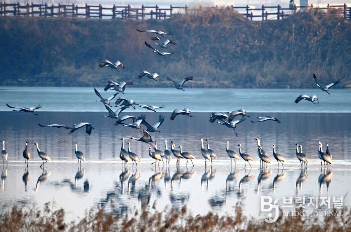주남저수지 갈대섬 인근에서 재두루미가 쉬고 있다.