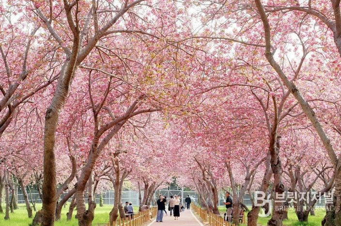 웅동벚꽃단지 전경