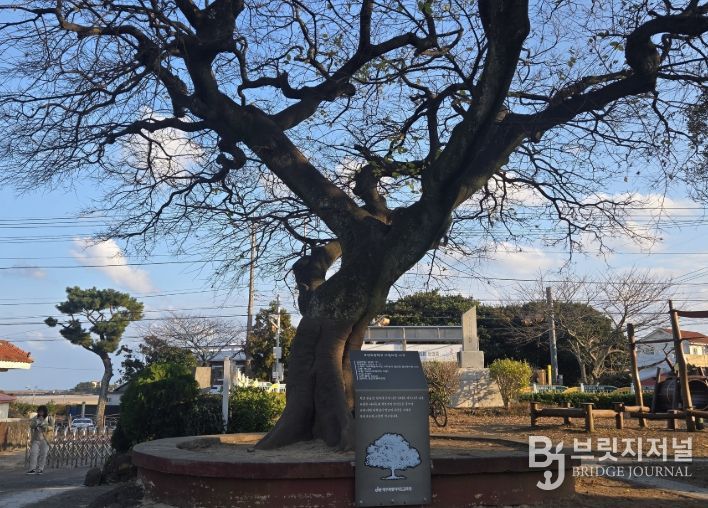 표선초 팽나무 ‘2025년도 아름다운 나무’ 지정
