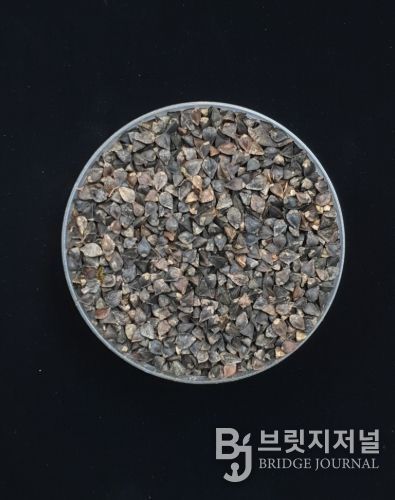 메밀(양절, 종자)