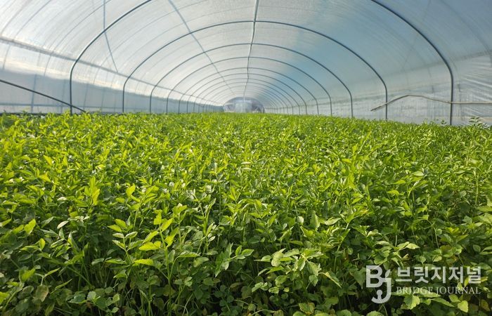 동구 미대동 한 미나리 농가에서 미나리 출하를 앞두고 있다.